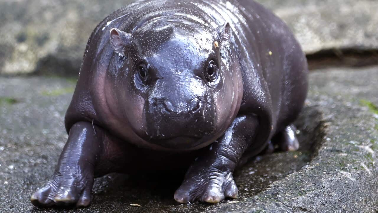 Baby pygmy hippo named Moo Deng