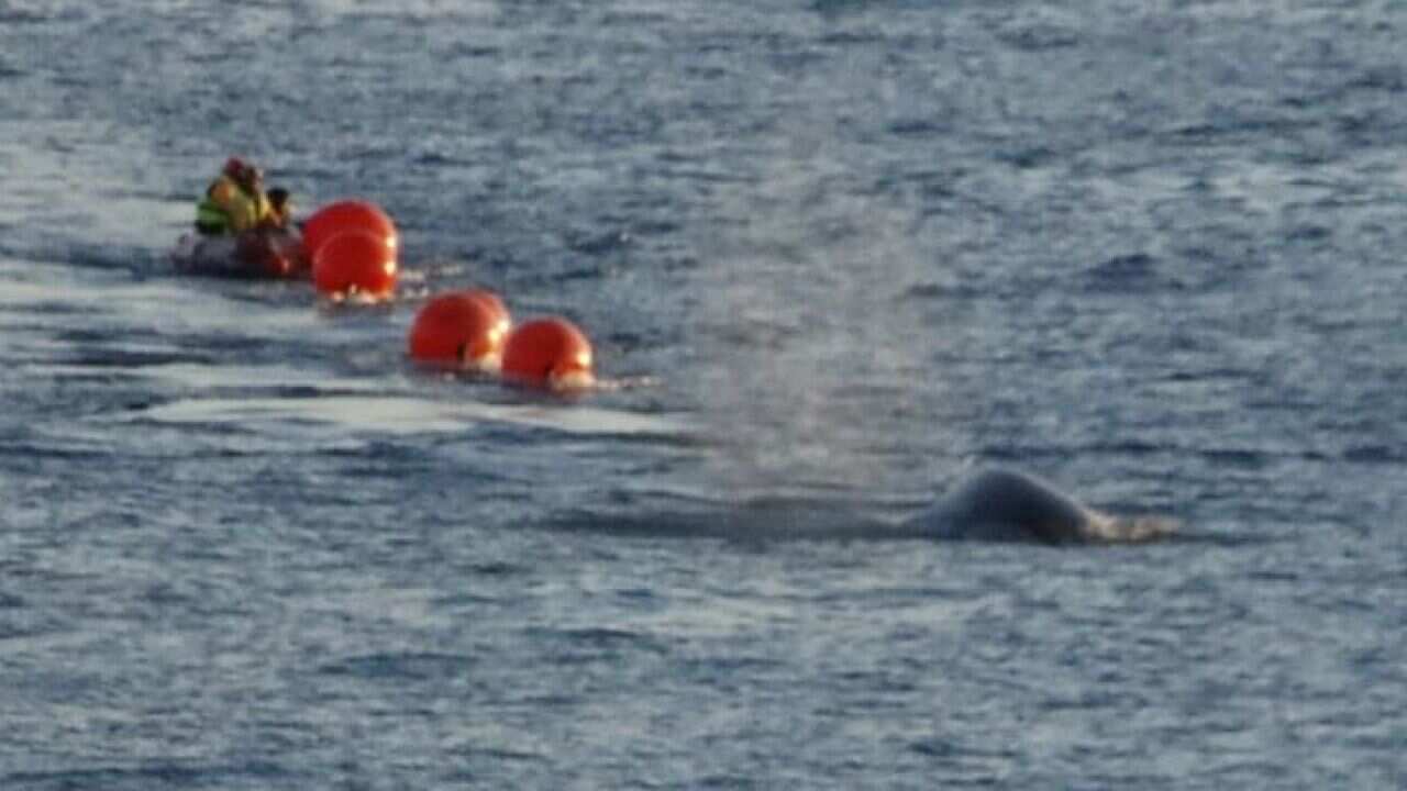 Humpback whale released in Sydney Harbour, search continues for other entangled whales