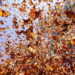 Climate change is destroying the winter habitat of monarch butterflies