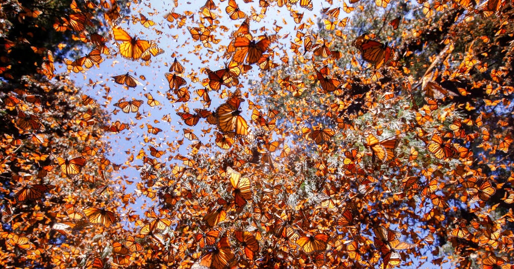 Climate change is destroying the winter habitat of monarch butterflies