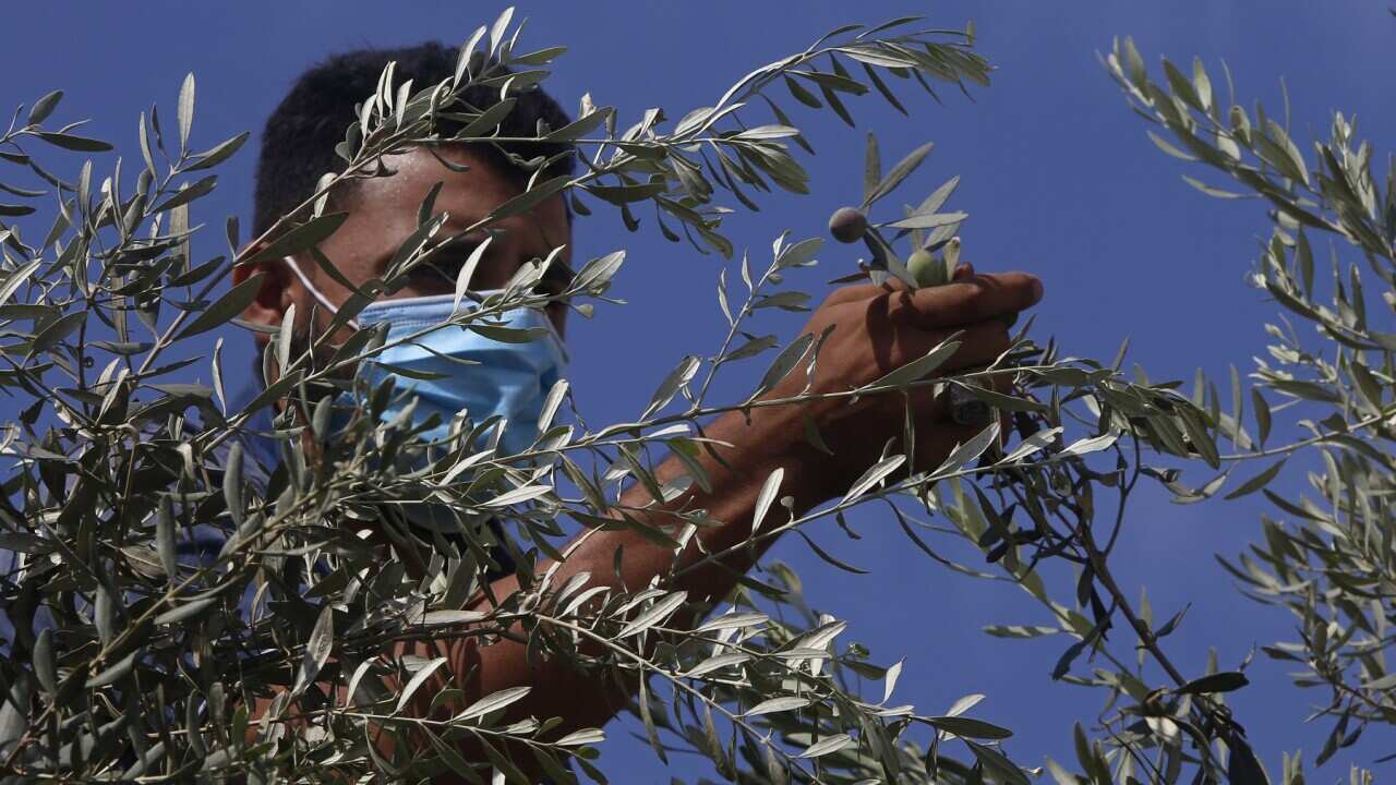 APTOPIX Virus Outbreak Palestinians Olive Harvest