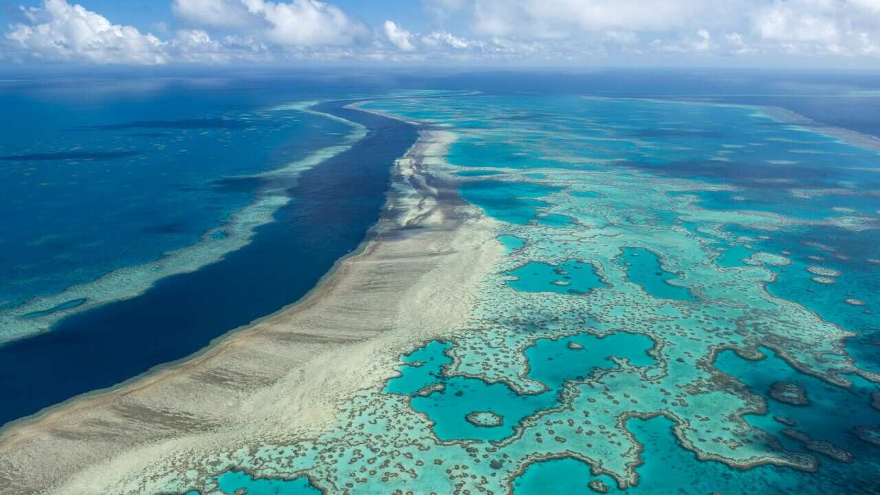 A new report finds a further decline in coral cover on the Great Barrier Reef