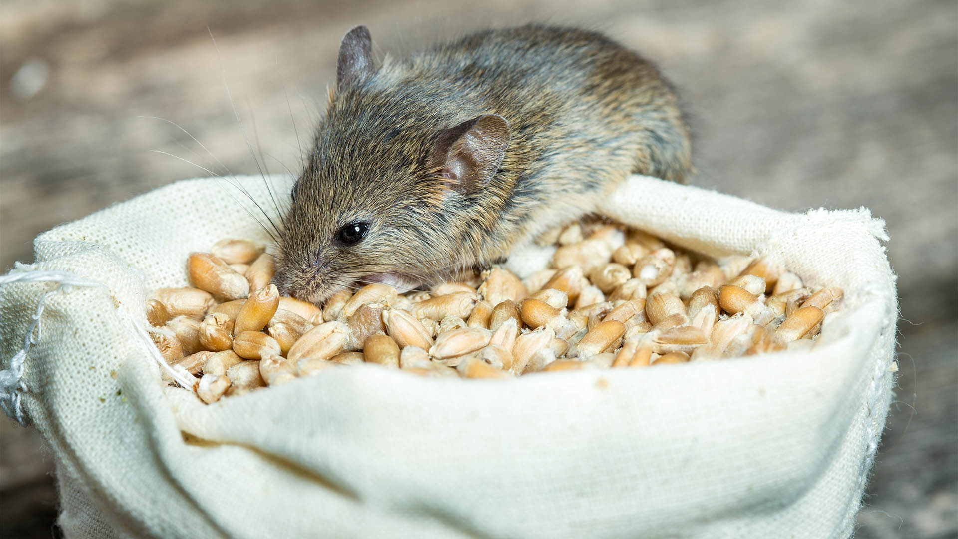 GrainCorp's growth is going through a dry spell