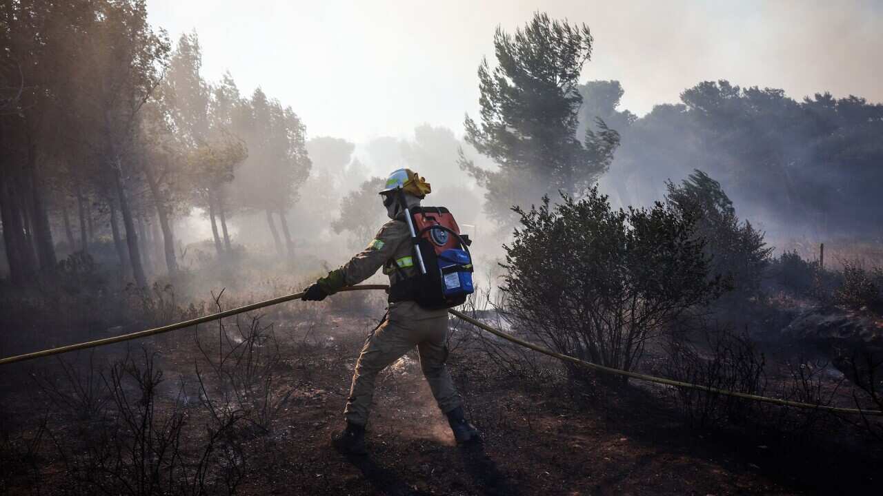 Surrounded by burnt trees, a firefighter holds a fire hose.